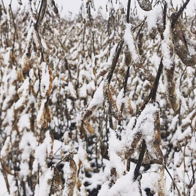 This year’s snowy winter especially tough on Iowa ranchers