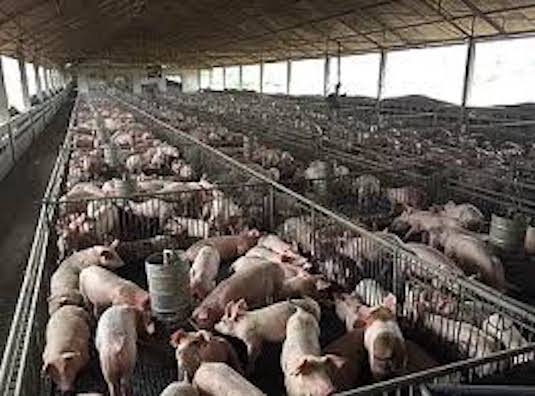 Appeal of “ag gag” law has backing of pork producers
