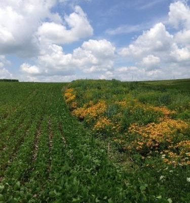 ISU study: Prairie strips can yield big benefits for soil & water