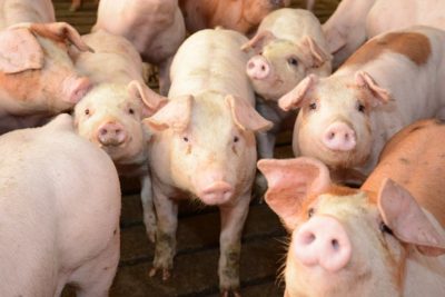 Pork prices see an increase despite some issues in the market