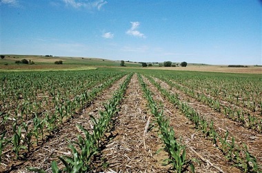 Forecasts show corn & soybean harvests may be better than expected