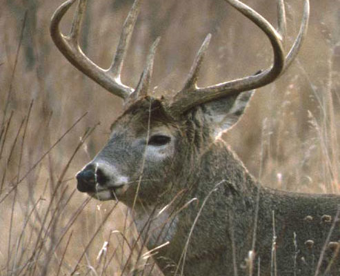 Hunters asked to give samples for CWD tests as deer season opens